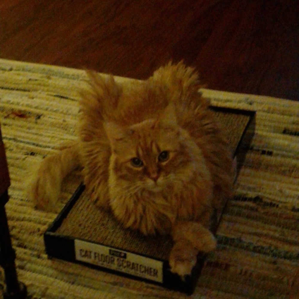 Meet your Posher, Paula